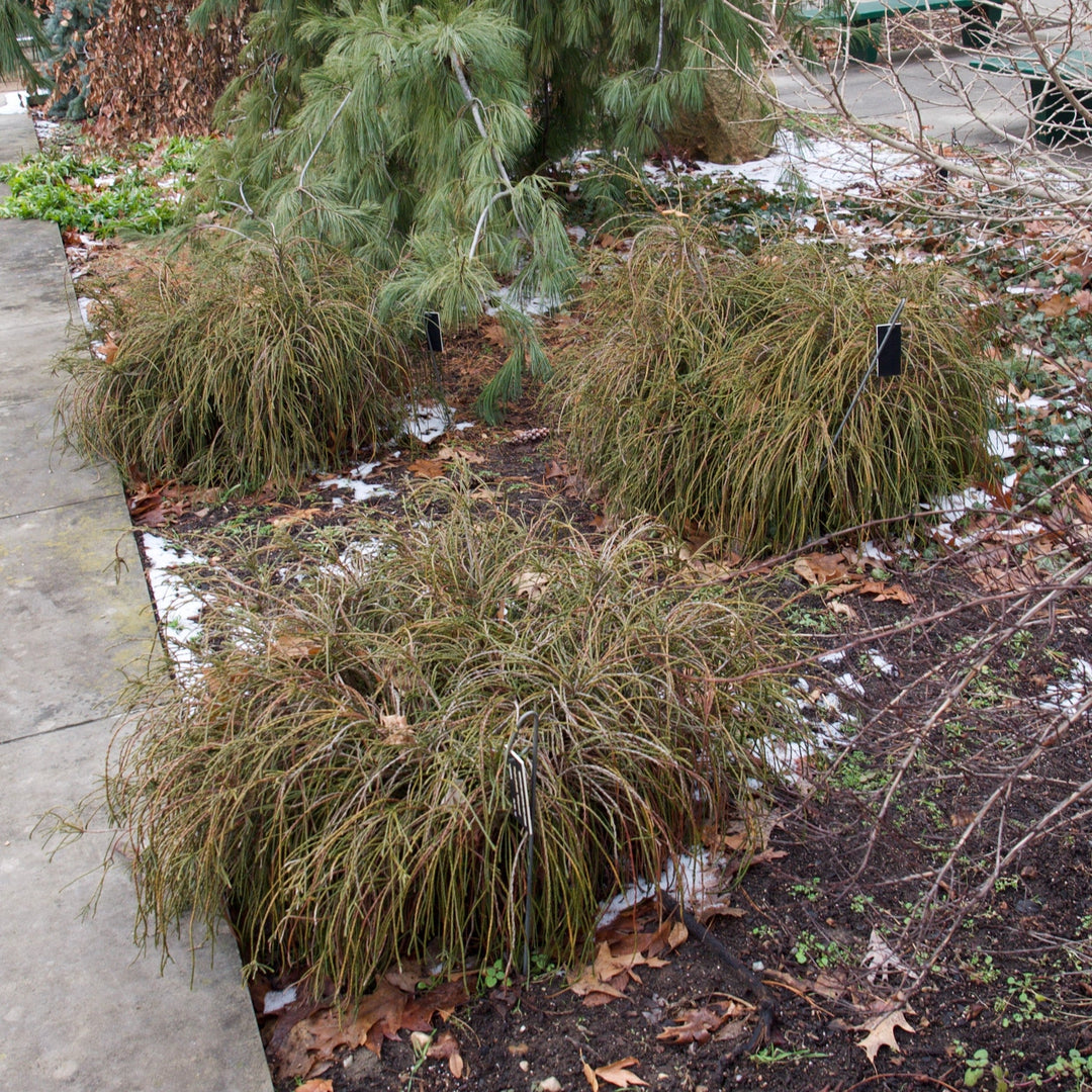 Whipcord Arborvitae