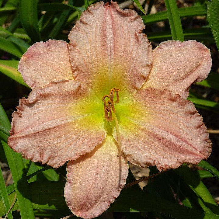 Jolyene Nichole Daylily