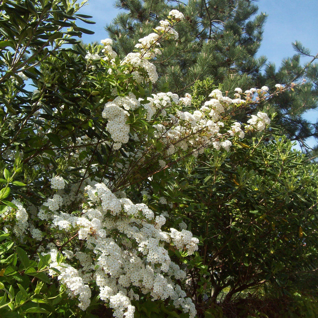 Snowmound Spirea
