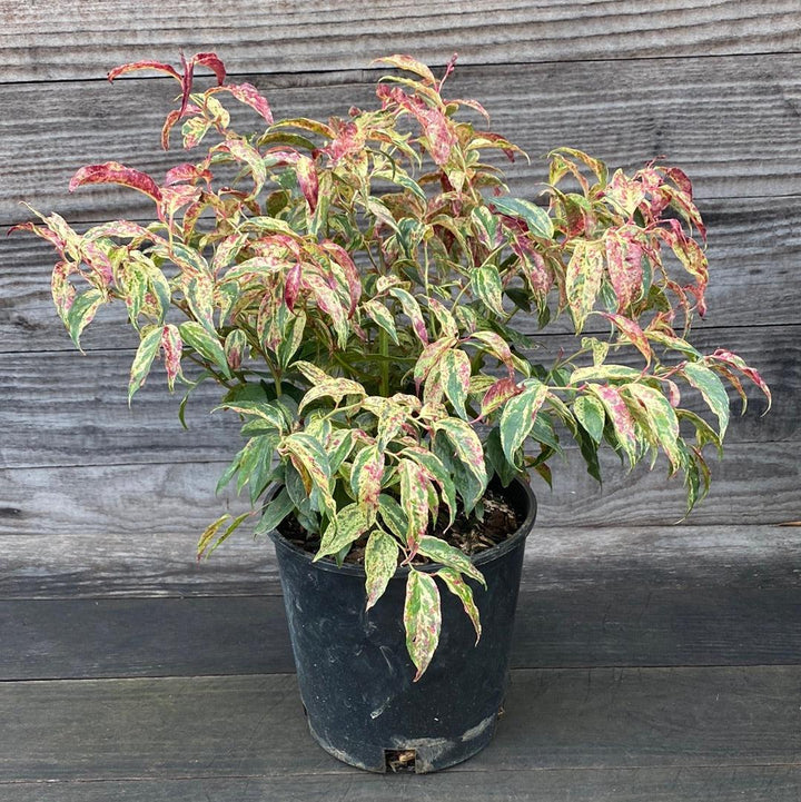 Rainbow Drooping Leucothoe
