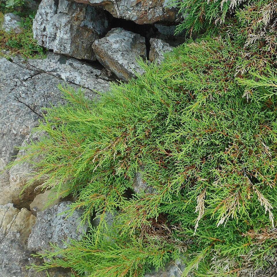Siberian Cypress, Siberian Carpet Cypress
