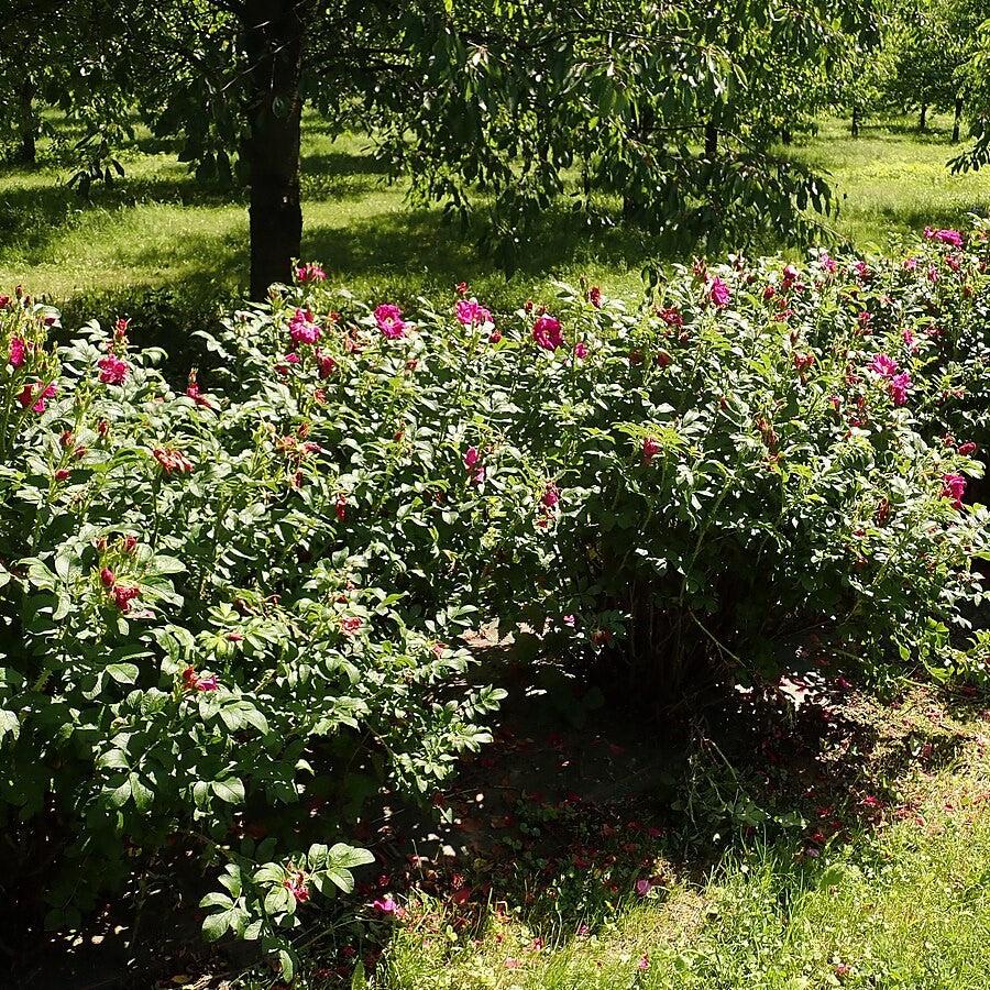 Purple Pavement Rugosa Rose