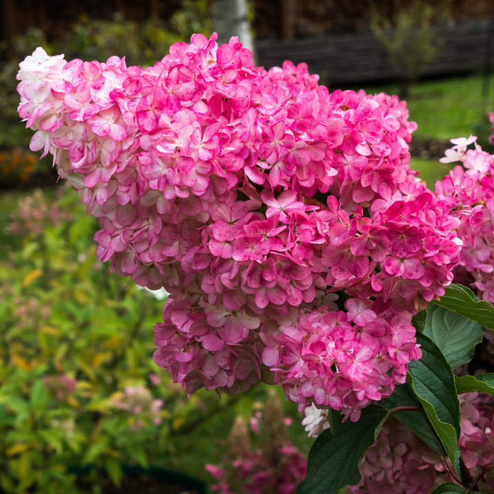 First Editions® Berry White® Hydrangea