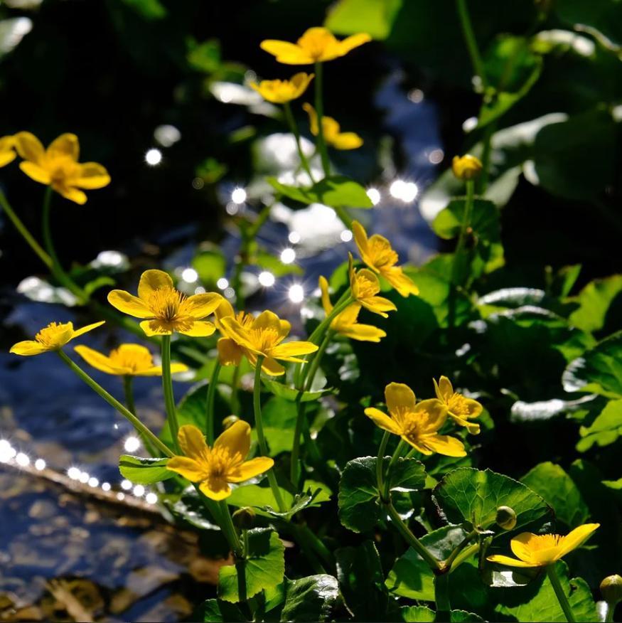 Marsh Marigold