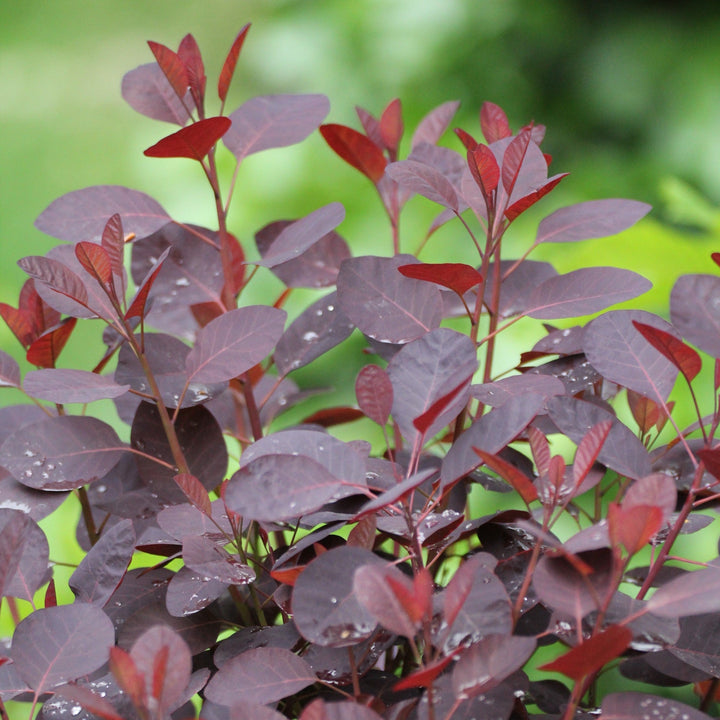 Velveteeny™ Dwarf Purple Smoke Bush