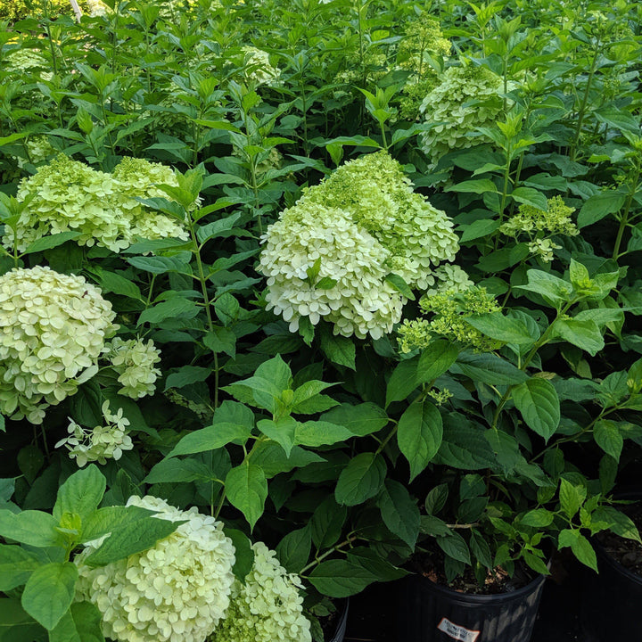 Proven Winners® Limelight® Hydrangea