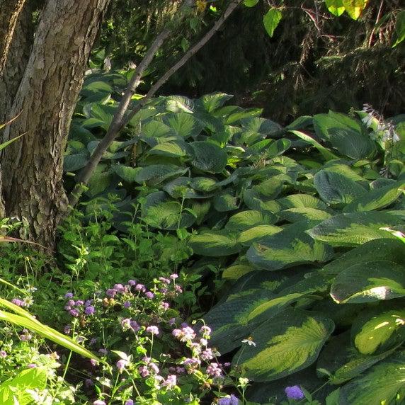Paul's Glory Hosta