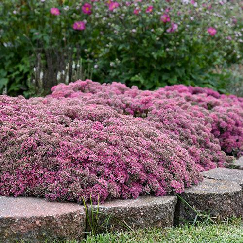 Rock 'N Round™ Popstar Stonecrop
