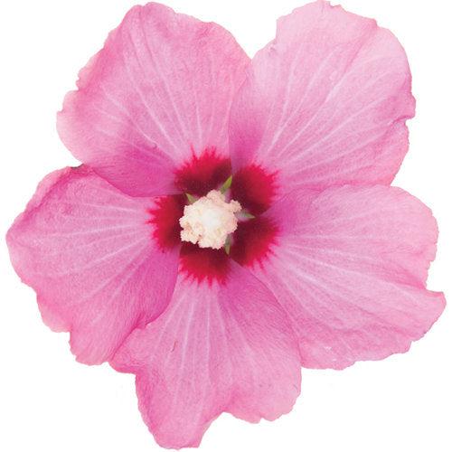 Lil' Kim® Red Hibiscus