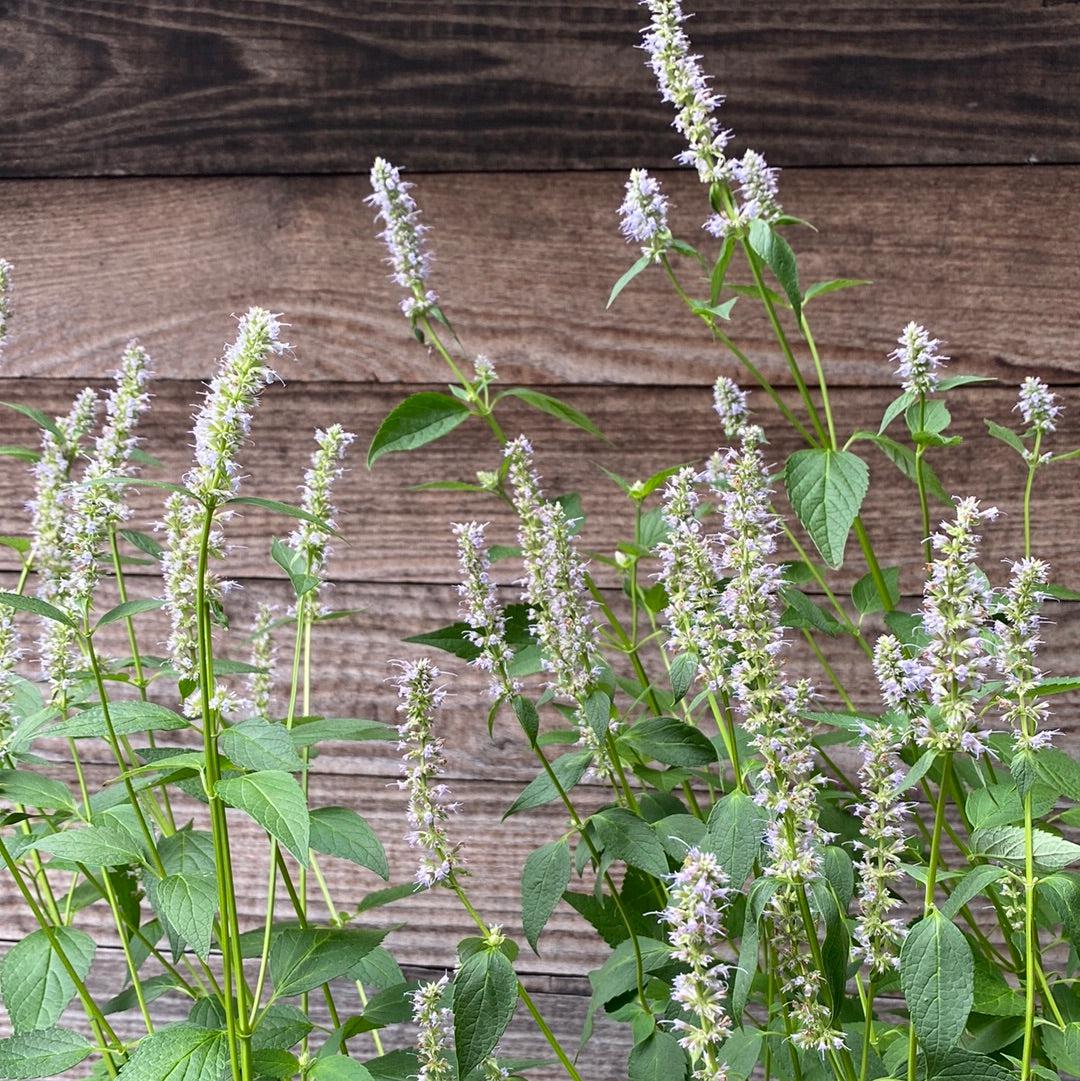 Blue Fortune Giant Hyssop