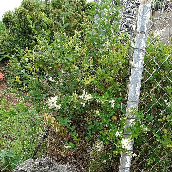 California Privet