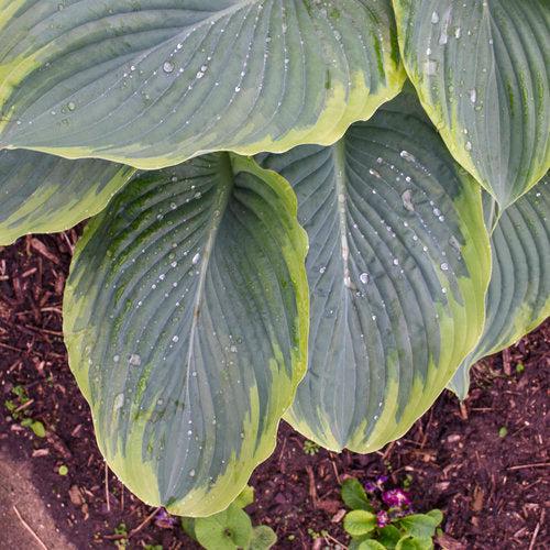 PW® Shadowland® Wu-La-La Hosta