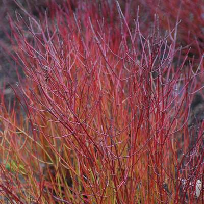 Cornus sericea 'Kelseyi'  - Kelseyi Red Twig Dogwood