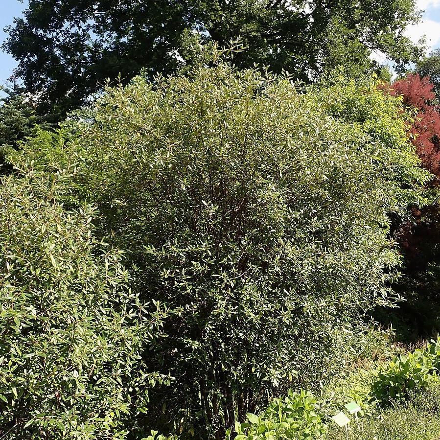 Prague Viburnum