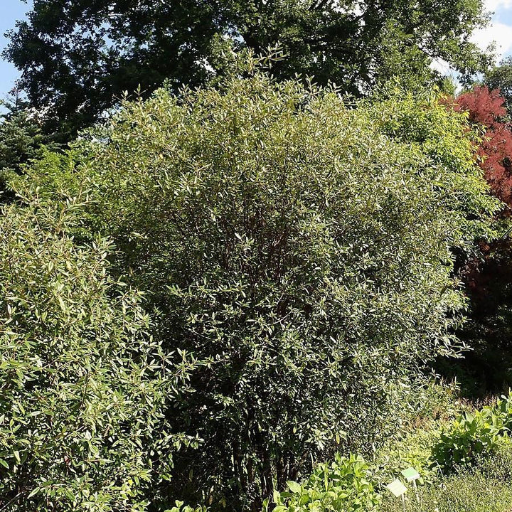 Prague Viburnum