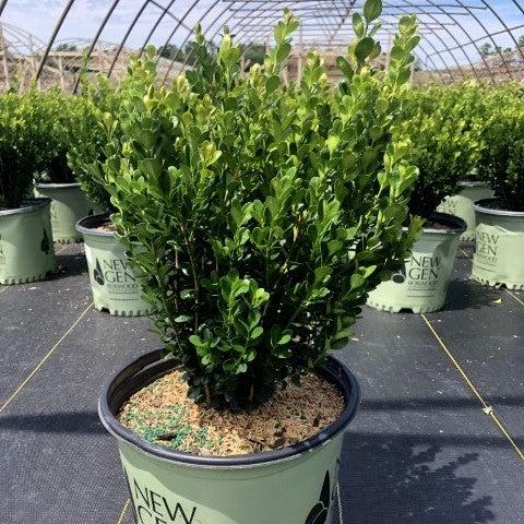 NewGen™ Freedom® Boxwood