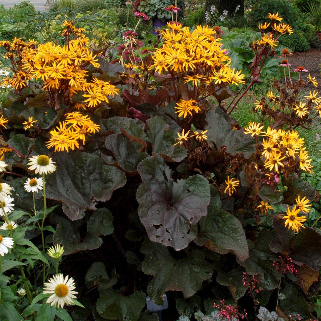 Britt-Marie Crawford Leopard Plant
