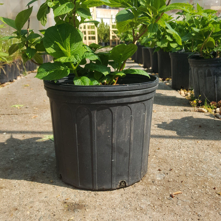 Endless Summer® The Original Hydrangea