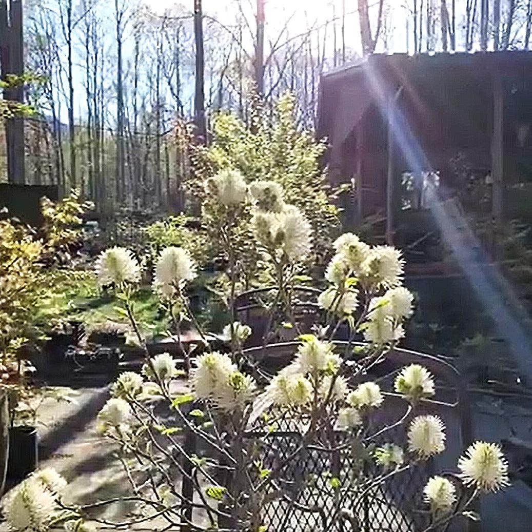 Blue Shadow Fothergilla