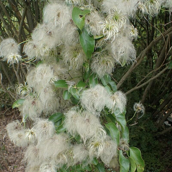 Autumn Clematis