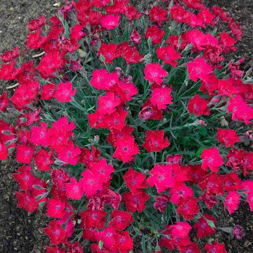 Paint the Town Magenta Dianthus