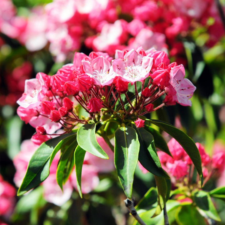 Kalmia latifolia 'Nipmuck'  - Nipmuck Mountain Laurel