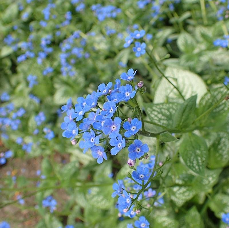 Sea Heart Siberian Bugloss