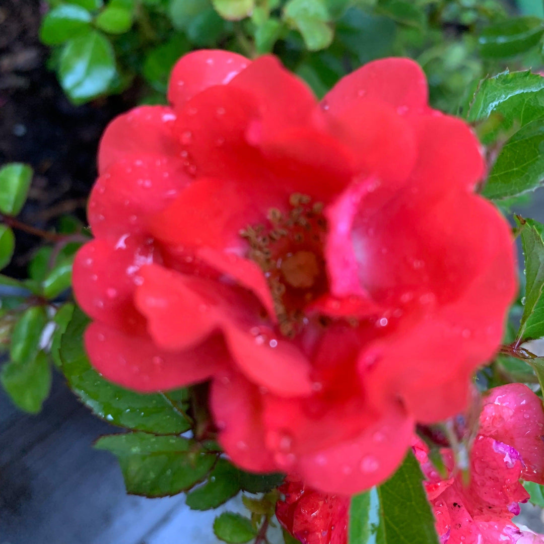Coral Drift® Rose