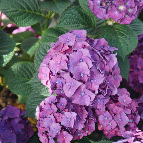 Let's Dance® Big Band® Hydrangea