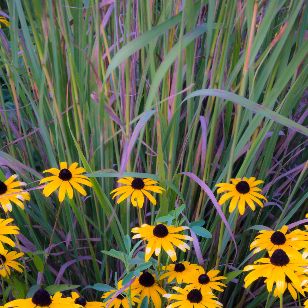 Schizachyrium scoparium 'Twilight Zone' PP27432  - Twilight Zone Little Bluestem