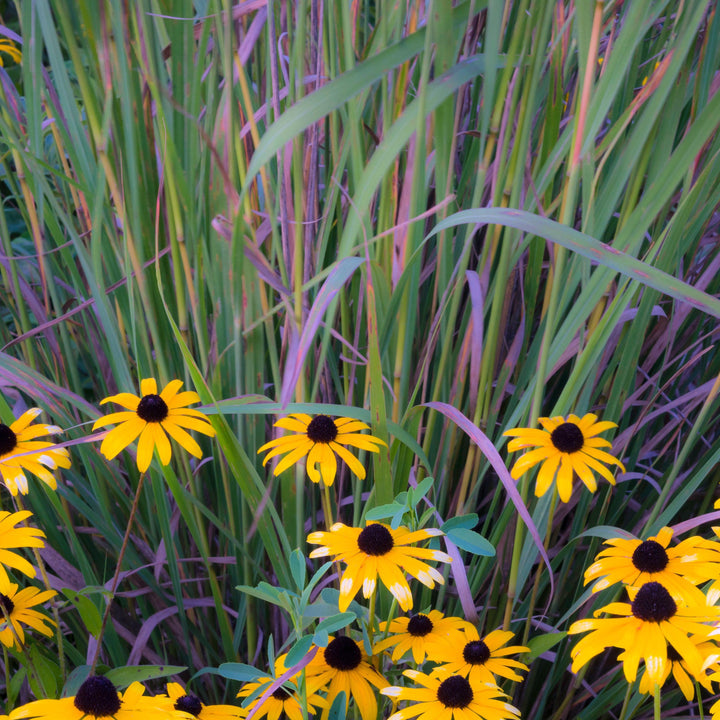 Schizachyrium scoparium 'Twilight Zone' PP27432  - Twilight Zone Little Bluestem