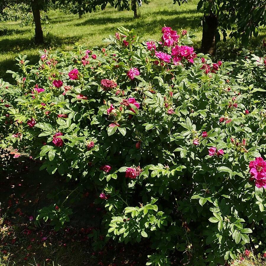 Purple Pavement Rugosa Rose
