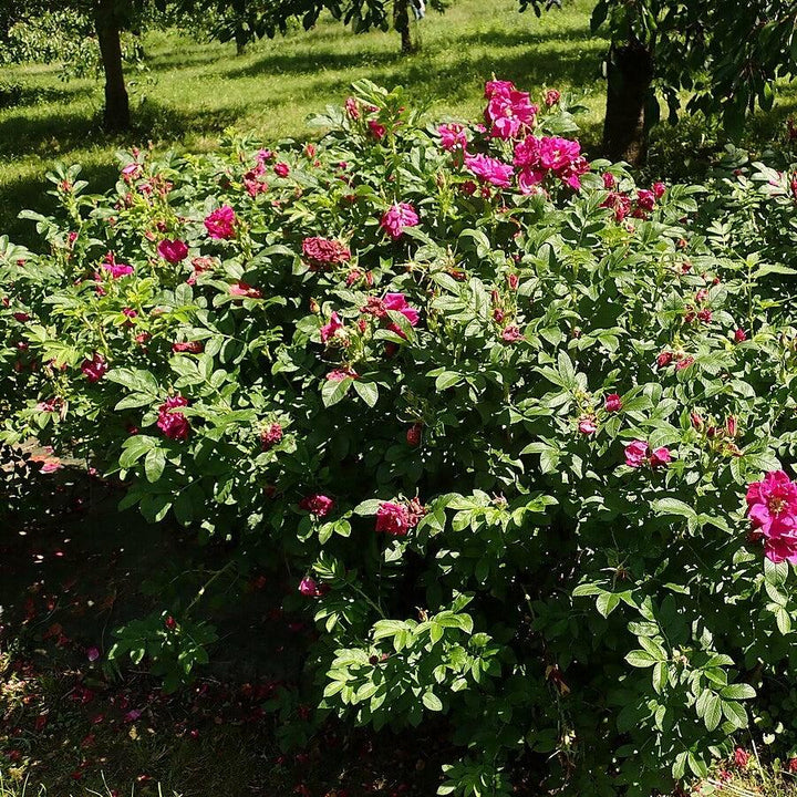 Purple Pavement Rugosa Rose