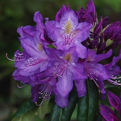 Lee's Dark Purple Rhododendron