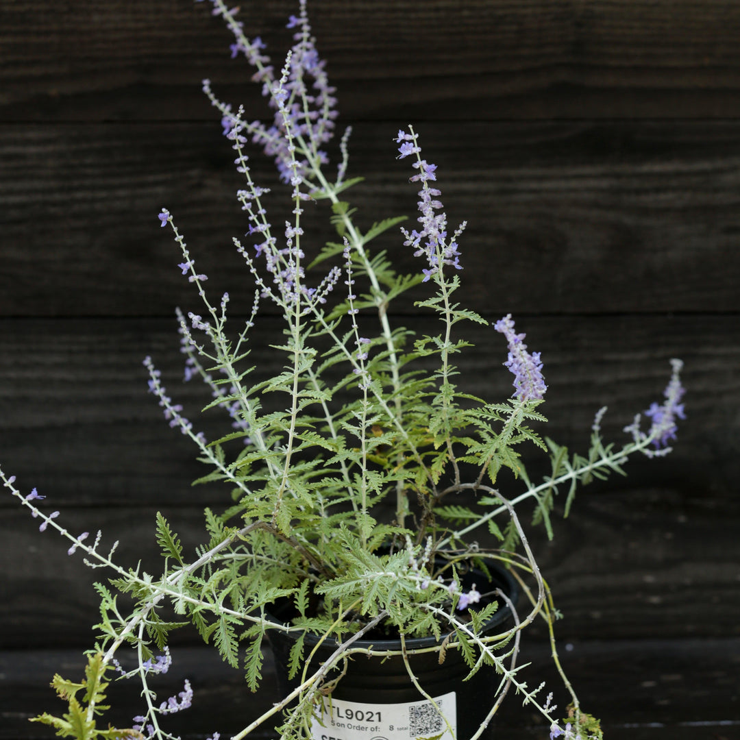 Russian Sage