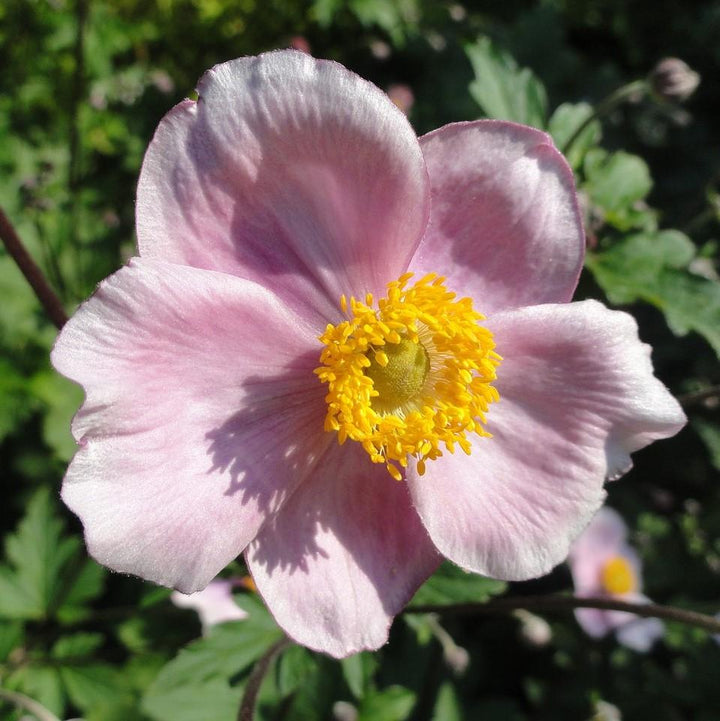 Robustissima Grape Leaf Anemone