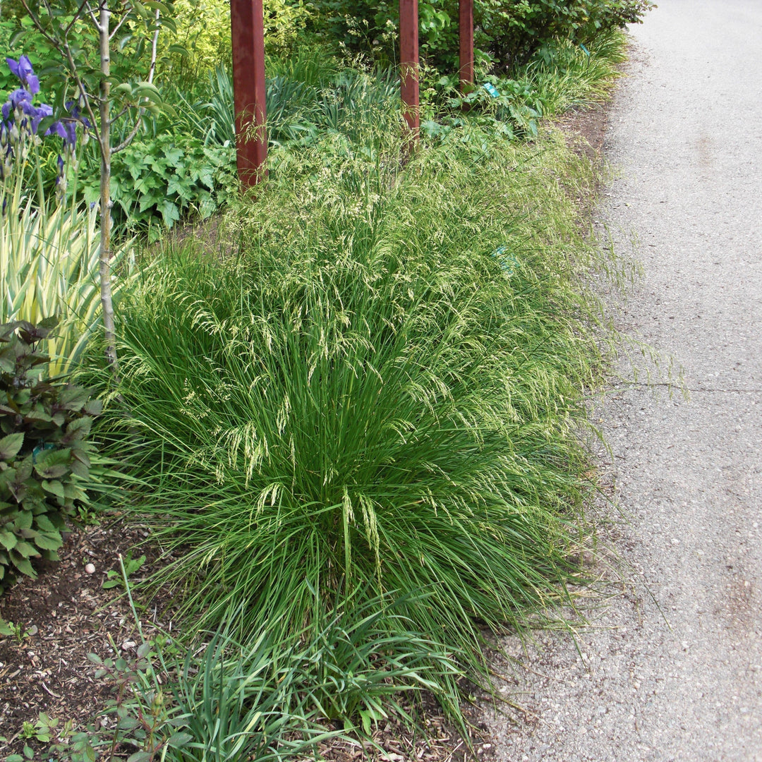 Deschampsia cespitosa 'Goldtau'  - Golden Dew Tufted Hair Grass