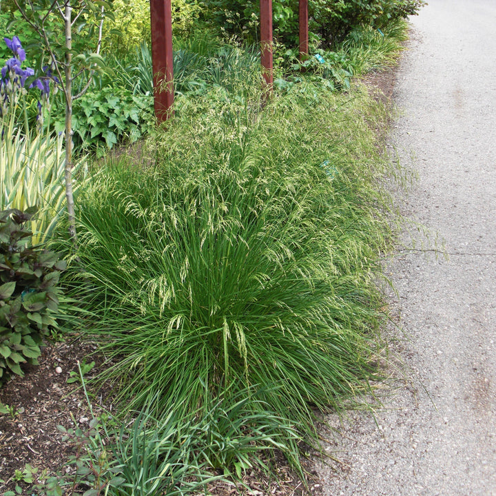 Deschampsia cespitosa 'Goldtau'  - Golden Dew Tufted Hair Grass