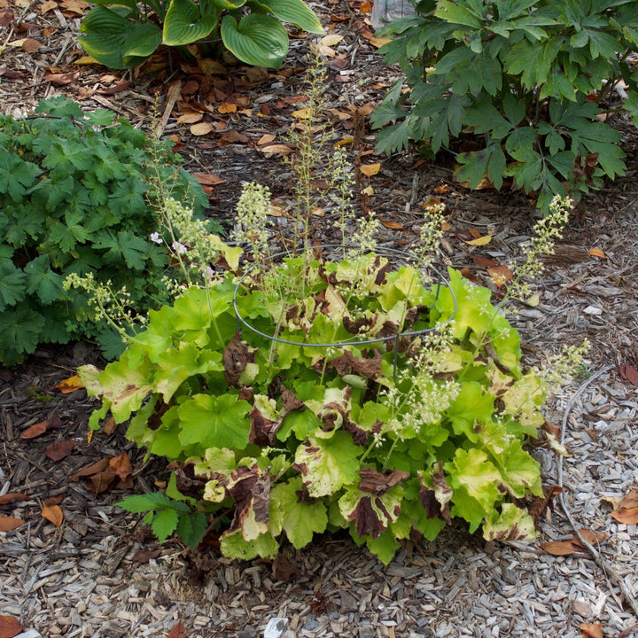 Heuchera 'Guacamole'  - Guacamole Heuchera