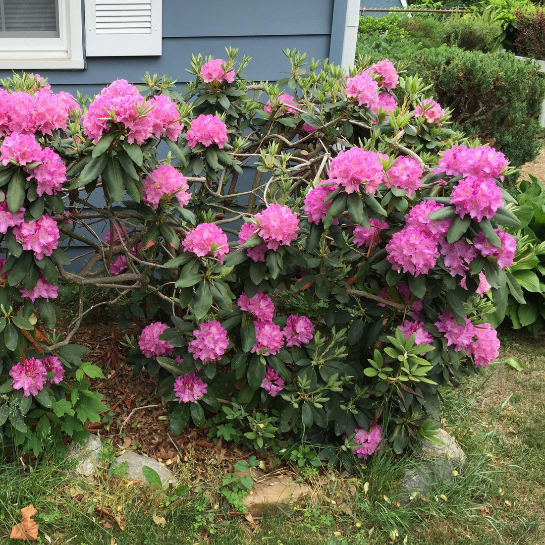 Roseum Elegans Rhododendron