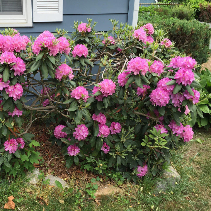 Roseum Elegans Rhododendron