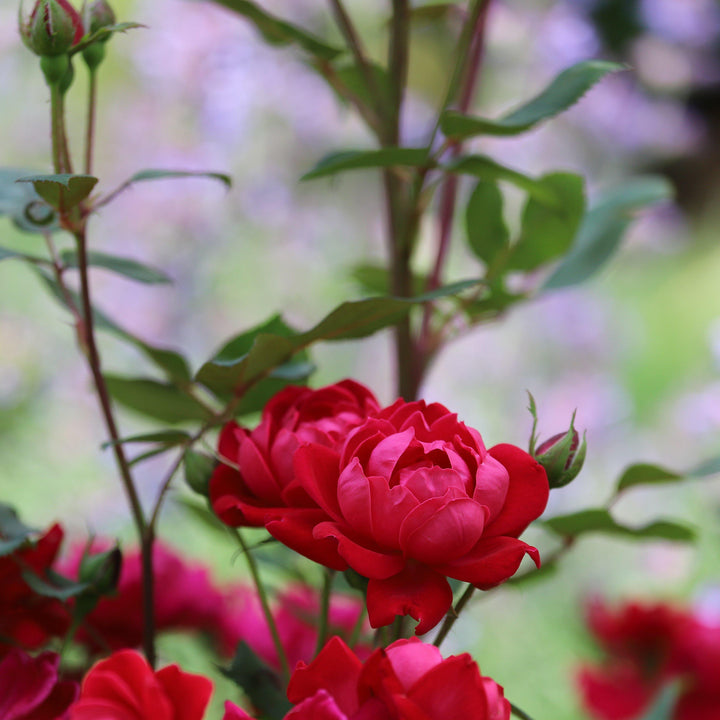 Petite Knock Out® Rose