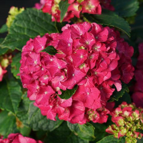 Wee Bit Grumpy® Hydrangea