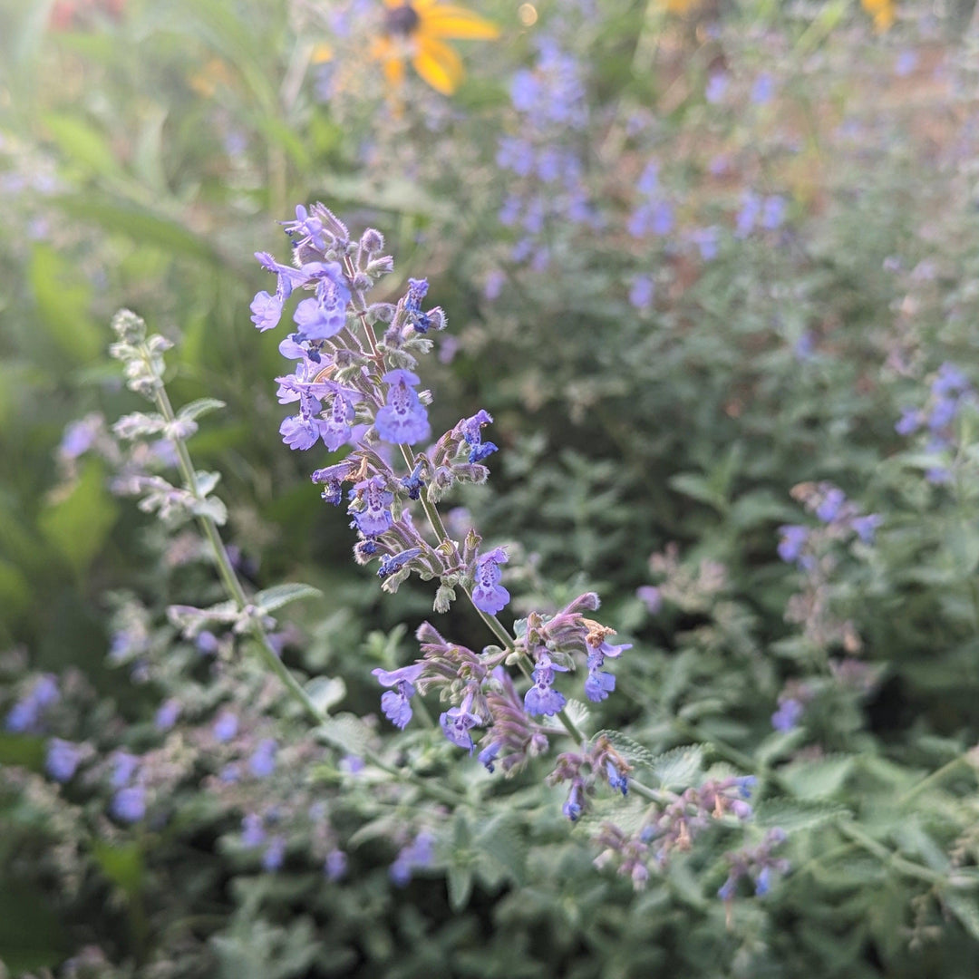 Walker's Low Catmint