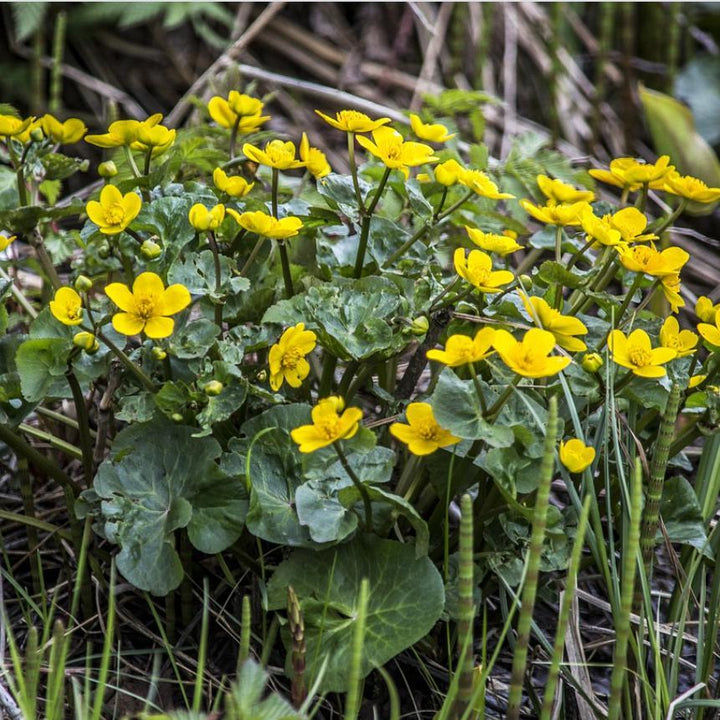 Marsh Marigold