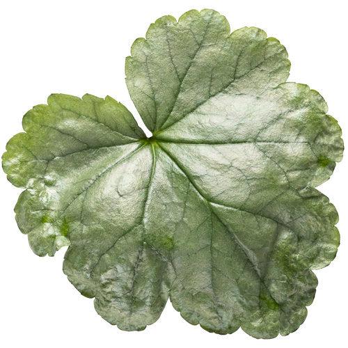 Heuchera 'Dolce Spearmint' PP31281  - Dolce® Spearmint Heuchera