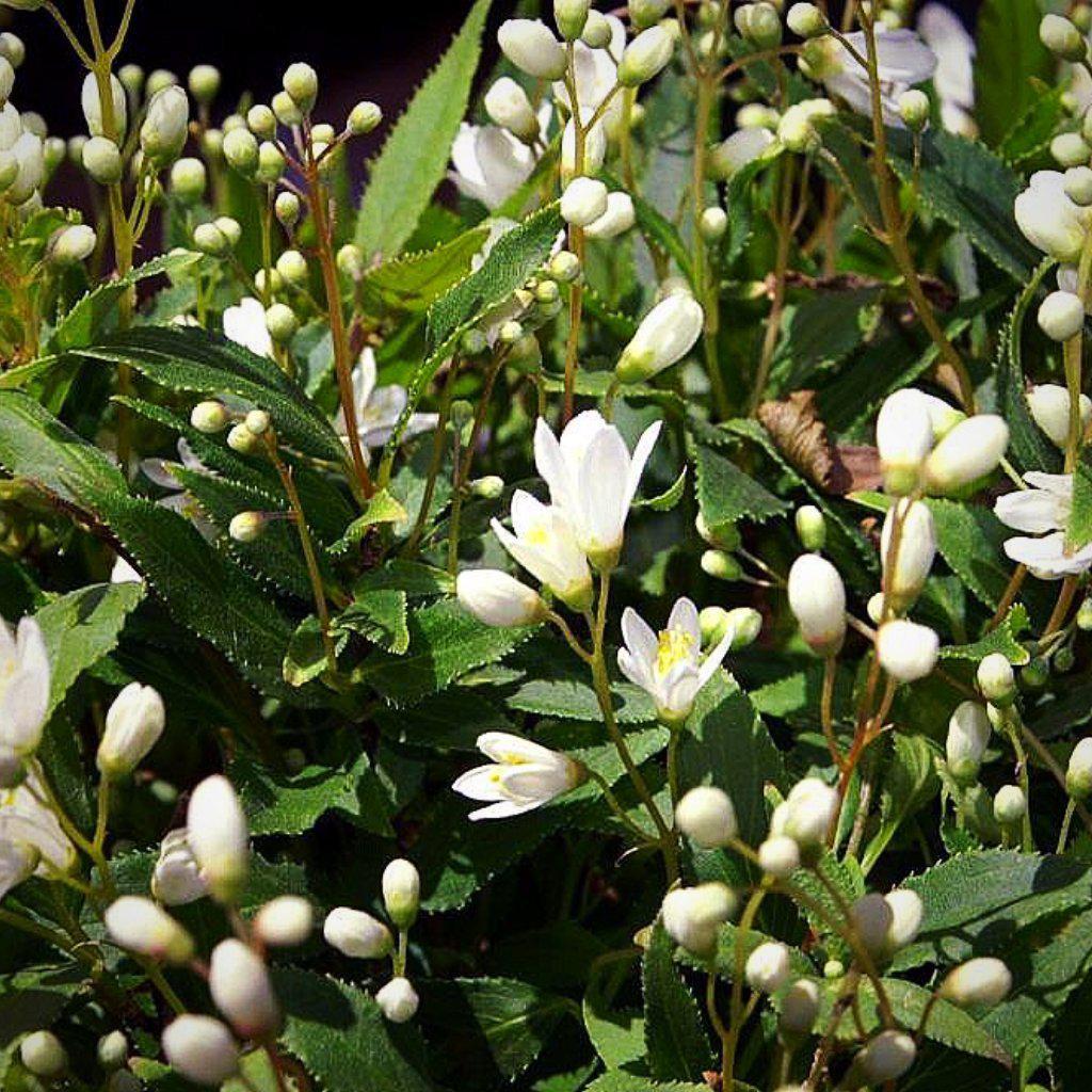 Dwarf Nikko Deutzia
