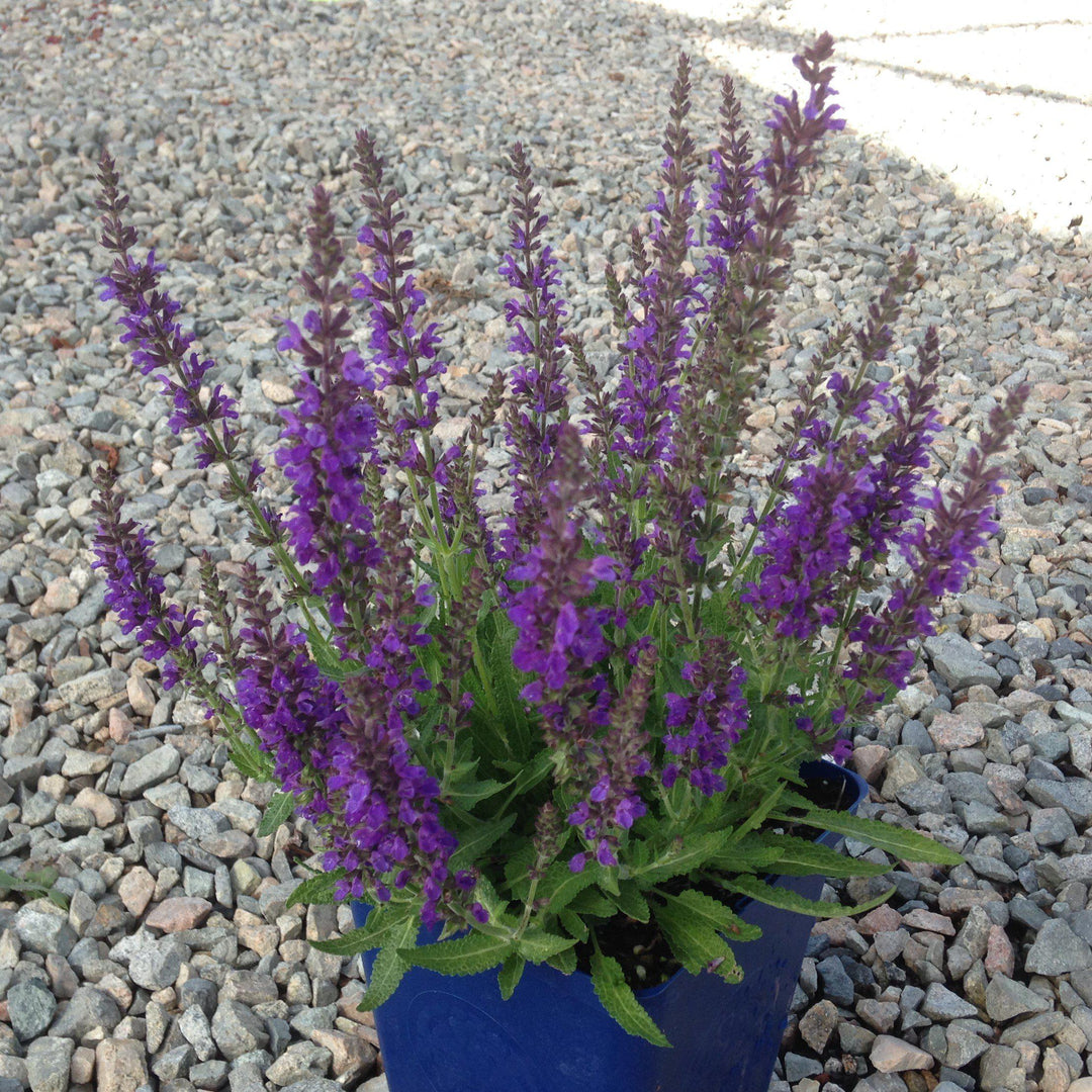 Marcus® Meadow Sage