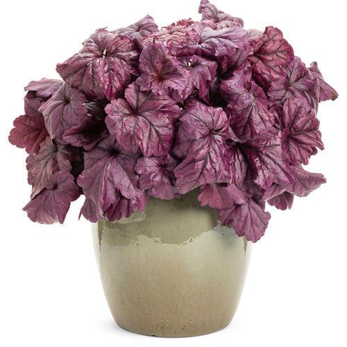 Dolce® Wildberry Heuchera