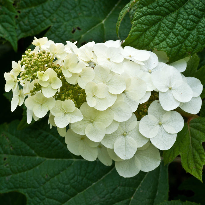 Alice Oakleaf Hydrangea